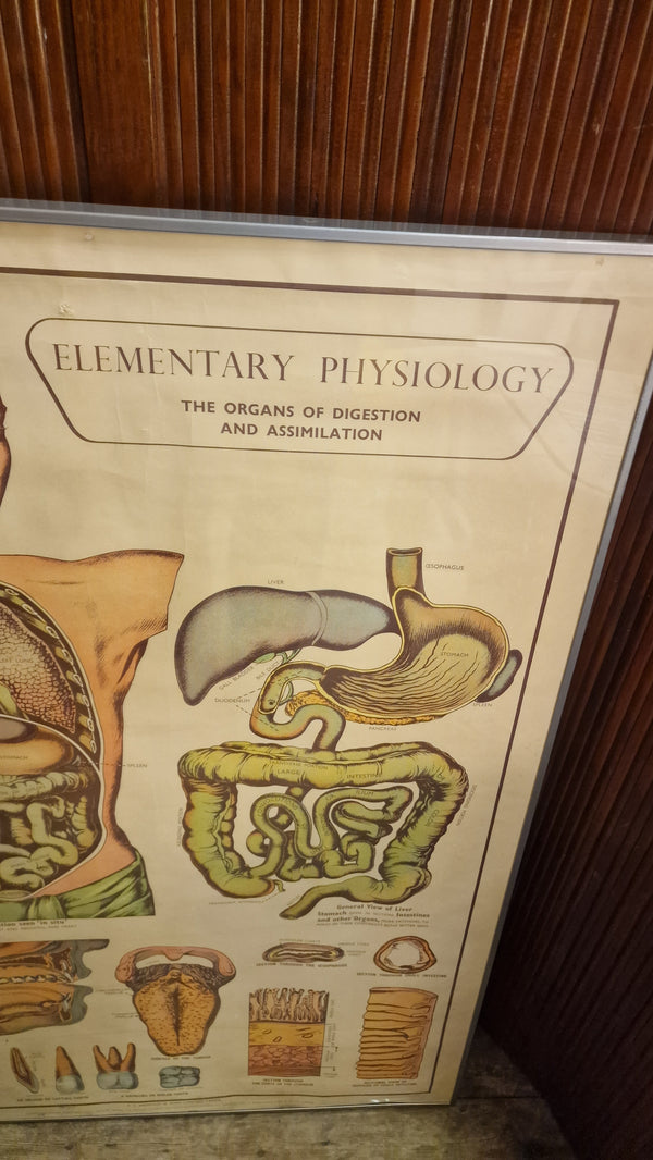 Vintage Anatomy print Elementary Physiology